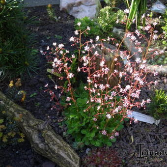 Saxifraga x urbium 'Clarence Elliot'