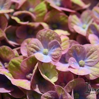 Hydrangea macrophylla 'MAGICAL Coral Blue'