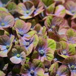 Hydrangea macrophylla 'MAGICAL Coral Blue' - 