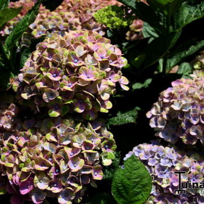 Hydrangea macrophylla 'MAGICAL Coral Blue' - 