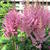 Astilbe chinensis 'Vision in Pink'