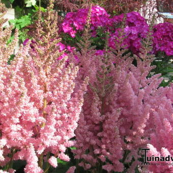 Astilbe chinensis 'Vision in Pink'