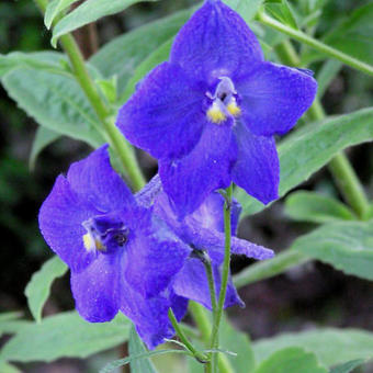 Delphinium  belladonna  'Atlantis'