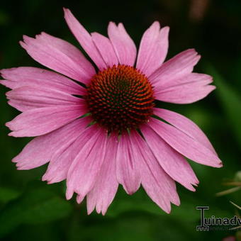 Echinacea purpurea 'Prairie Splendor'