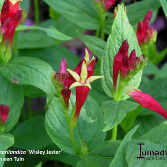 Spigelia marilandica 'Wisley Jester'