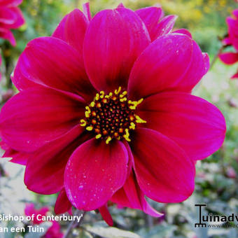 Dahlia 'Bishop of Canterbury'