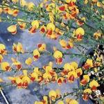 Cytisus 'Andreanus Splendens' - 