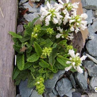 Stachys discolor