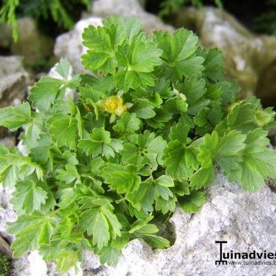 Potentilla neumanniana 'Nana' - Potentilla neumanniana 'Nana'