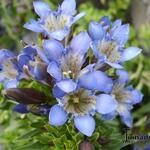 Gentiana septemfida - 