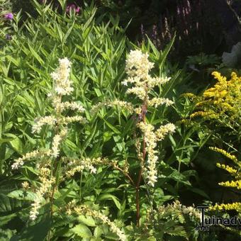 Astilbe japonica 'Washington'