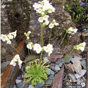 Androsace armeniaca var. macrantha