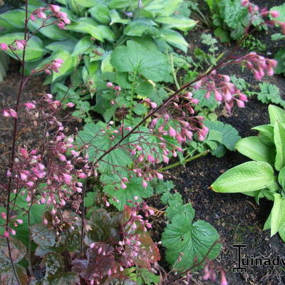 Heuchera ‘Florist’s Choice’ - 