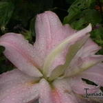 Lilium oriental 'Soft Music' - 