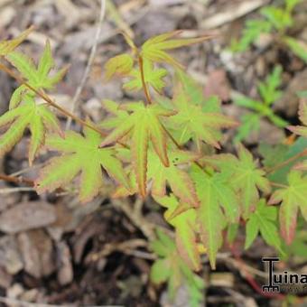 Acer palmatum 'Marlo'