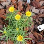 Inula ensifolia - Inule à feuilles en glaive - Inula ensifolia