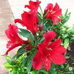 Alstroemeria 'PRINCESS Kate' - 