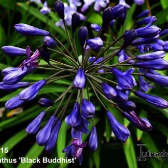 Agapanthus 'Black Buddhist'