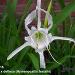 Ismene x deflexa - Hymenocallis x festalis