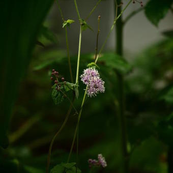 Thalictrum actaeifolium var. brevistylum BSWJ 8819