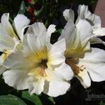 Alstroemeria 'PRINCESS Claire' - 