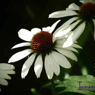 Echinacea purpurea 'Alba' - Echinacea purpurea 'Alba'