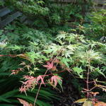 Acer palmatum var. dissectum 'Green Globe' - 