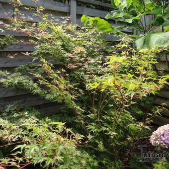 Acer palmatum var. dissectum 'Green Globe'