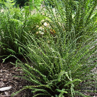 Athyrium filix-femina 'Frizelliae'