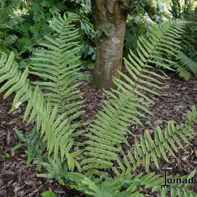 Dryopteris cycadina - Dryopteris cycadina