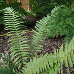 Dryopteris cycadina - 