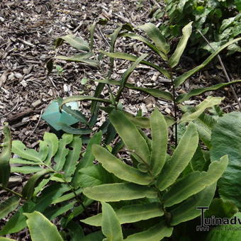 Dryopteris sieboldii