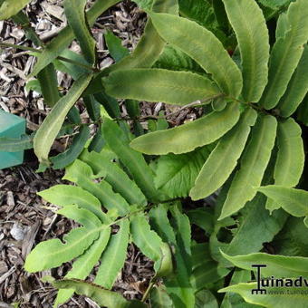 Dryopteris sieboldii