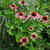 Echinacea purpurea 'Tangerine Dream'