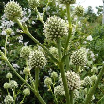 Eryngium pandanifolium