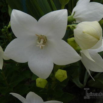 Platycodon grandiflorus 'Albus'