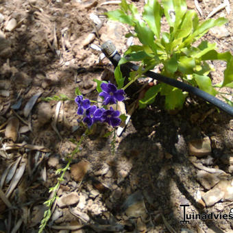 Duranta erecta 'Geisha Girl'