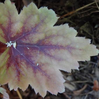 Heuchera 'Fire Alarm'