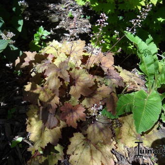 Heuchera 'Fire Alarm'