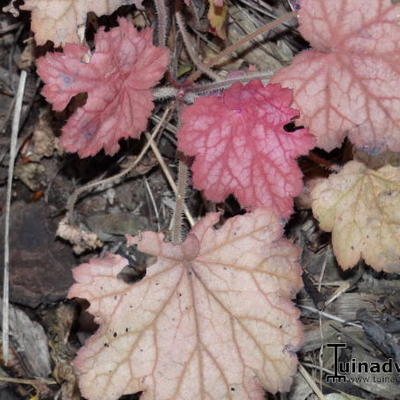 Heuchera 'Georgia Peach' - Heuchera 'Georgia Peach'