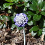 Primula capitata subsp. mooreana - 