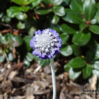 Primula capitata subsp. mooreana