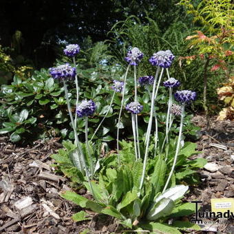 Primula capitata subsp. mooreana