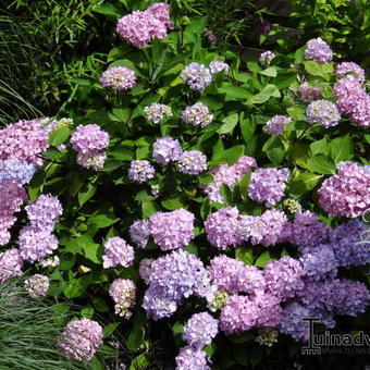 Hydrangea macrophylla 'Nigra'