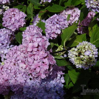 Hydrangea macrophylla 'Nigra' - 