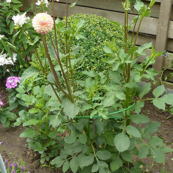 Dahlia 'Bantling'