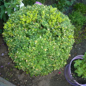 Buxus