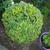 Buxus