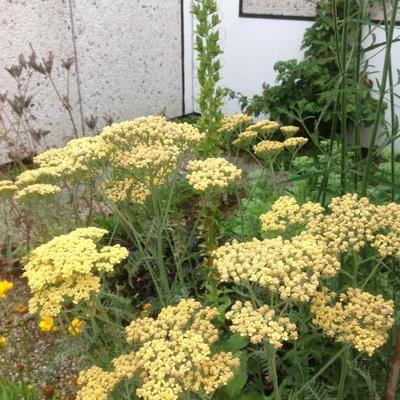 Achillea millefolium 'Terracotta' - Achillea millefolium 'Terracotta'