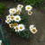 Leucanthemum vulgare